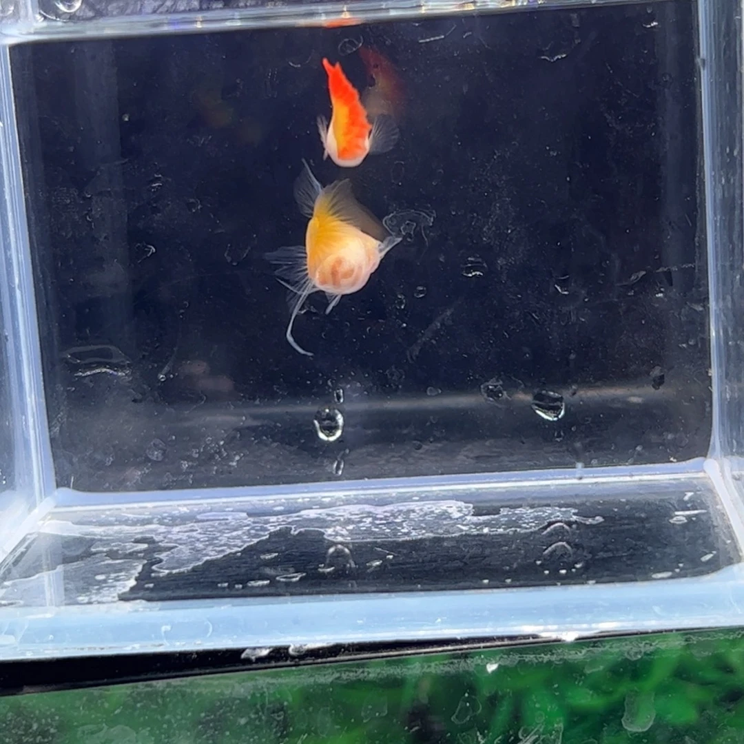 孔雀鱼落日球c1112111