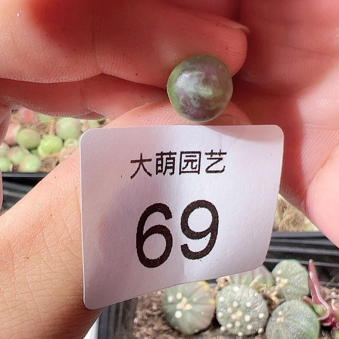 000069 一物一拍……