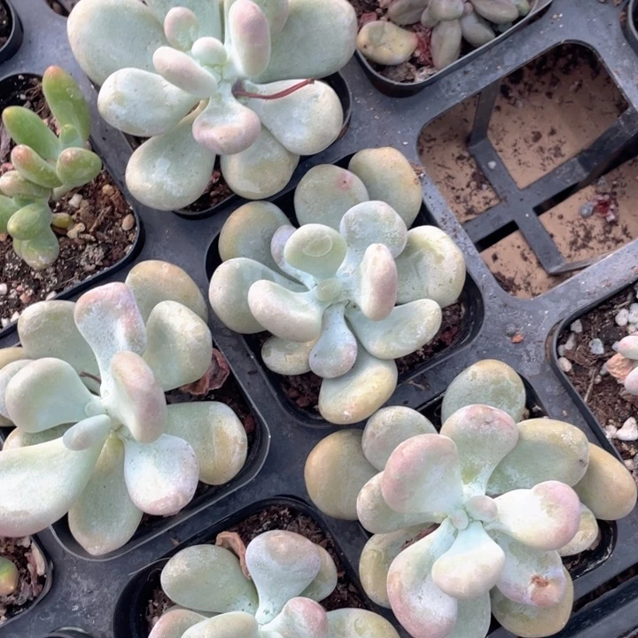 油煎随机发满18包邮