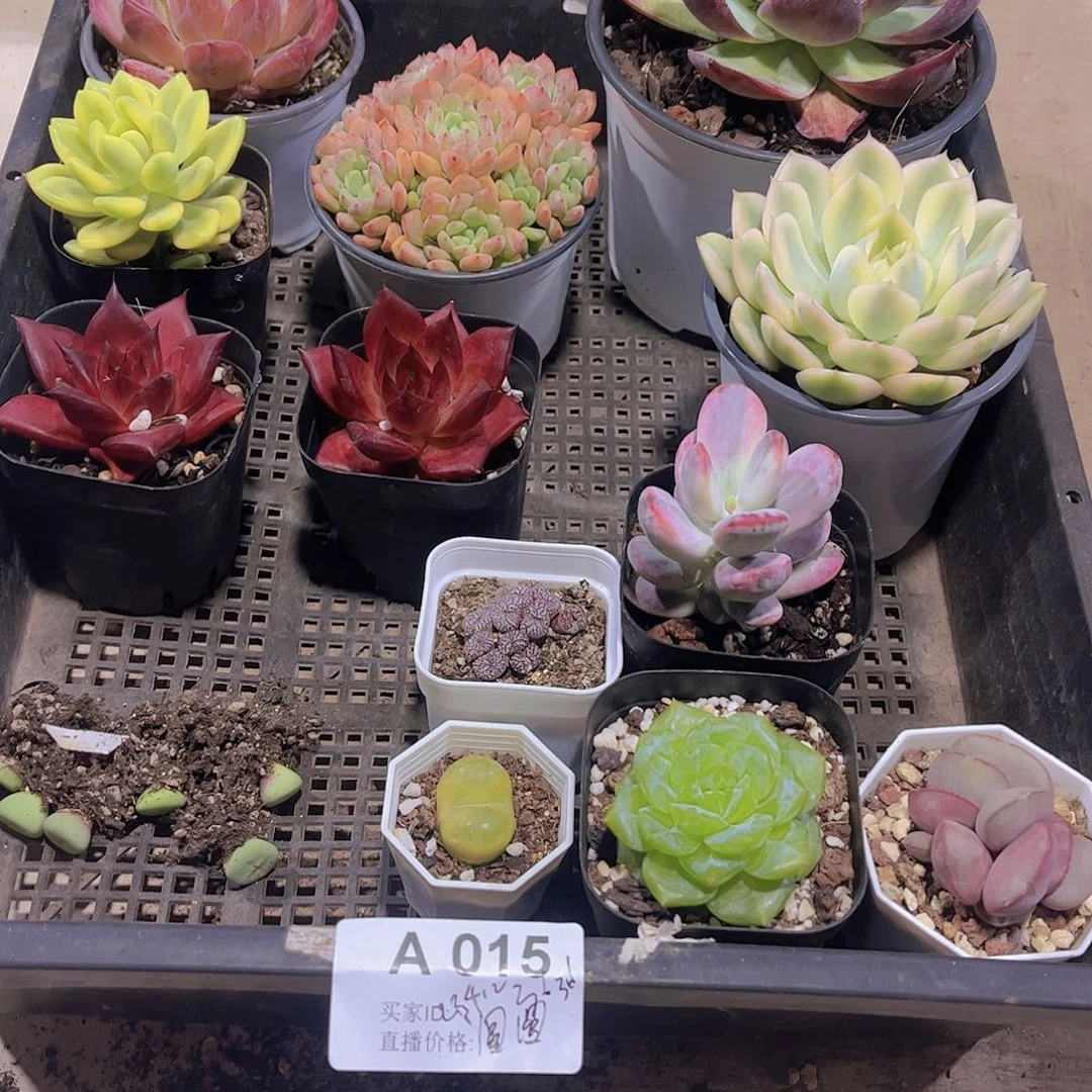 多肉00015多肉植物