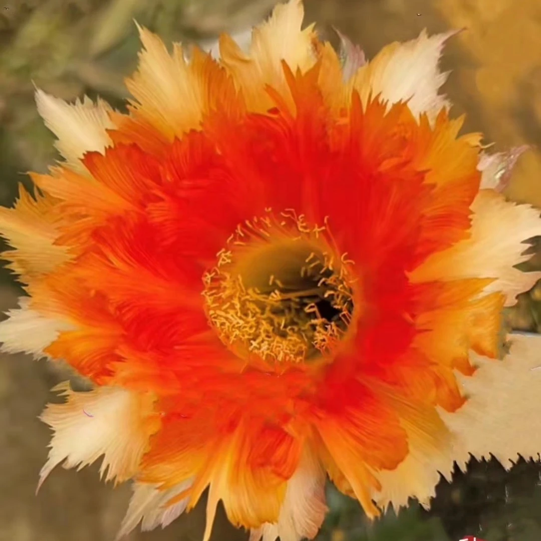 魔羽彩草，无根侧芽满28包邮4到5cm仙人球多肉植物