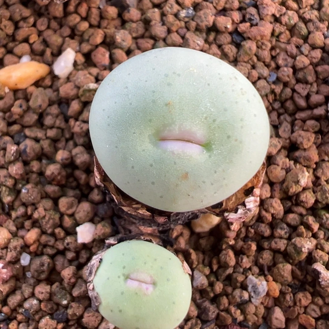 太可爱了 肉锥植物