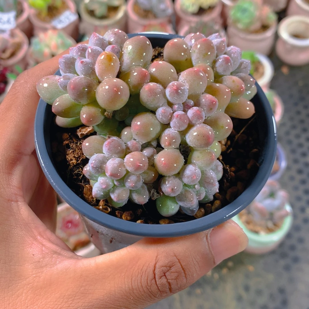 P肉萌萌5cm拇指盆精控多肉EF，646