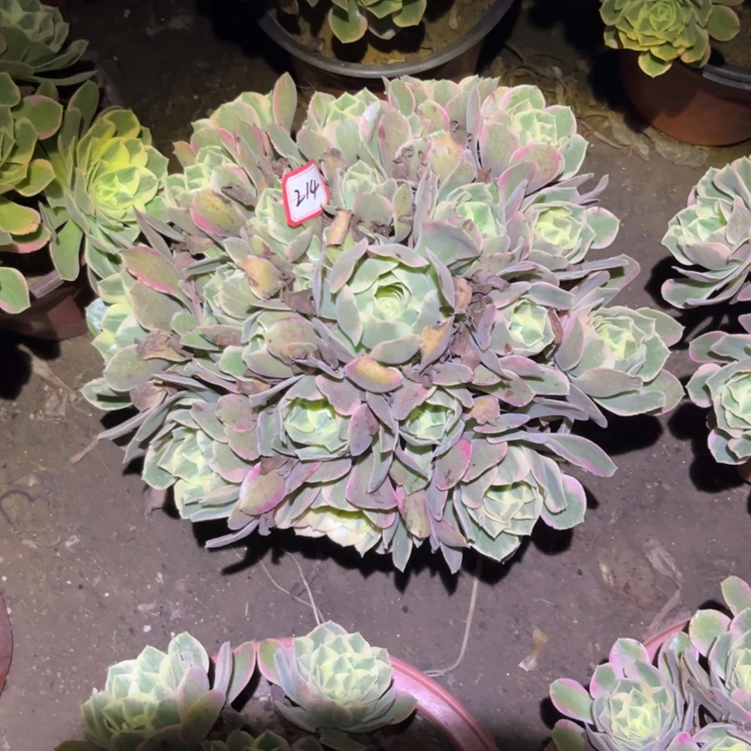 214多肉植物粉女妖