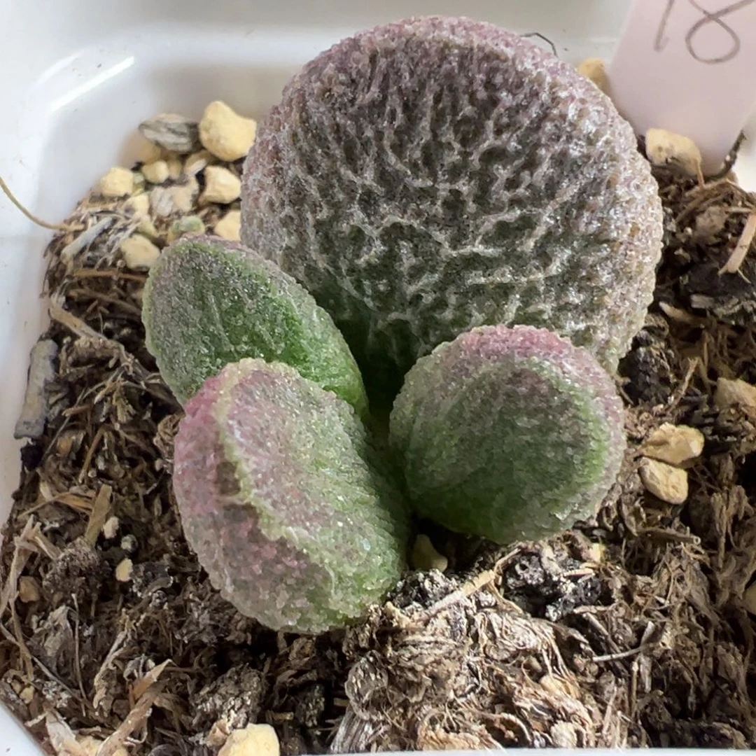 实生新品大苗多肉植物水泡多肉植物