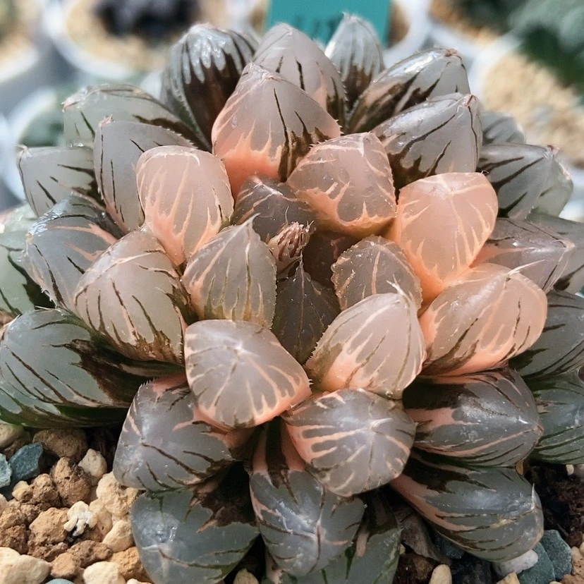 【闪购商品】我***久霓虹灯110