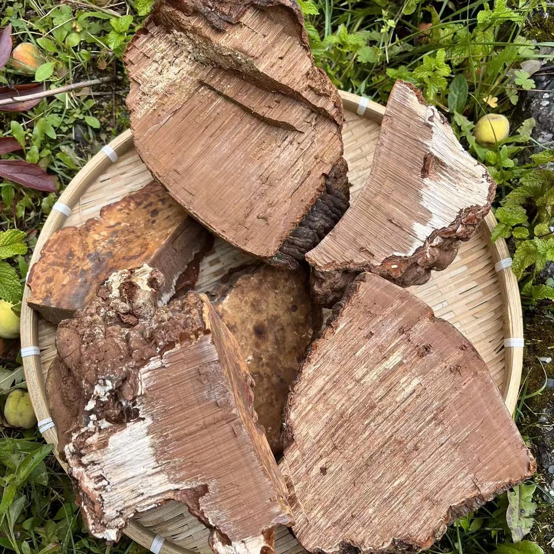 ［三周年福利2］西藏天然红豆灵芝 青冈灵芝 中秋好礼
