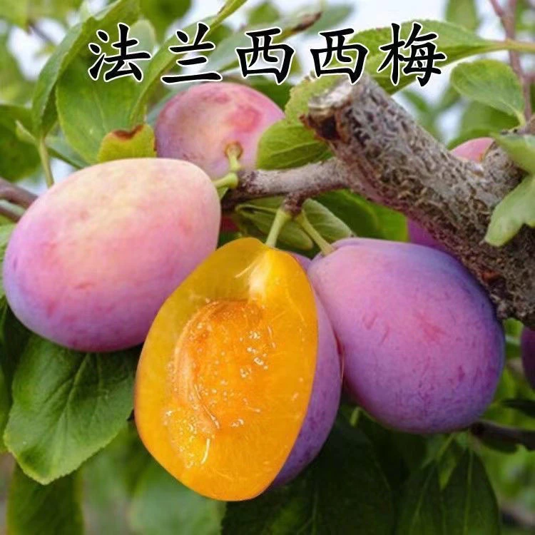 正宗嫁接法兰西西梅女神李子树苗新品种李子苗南方北方种植包成活