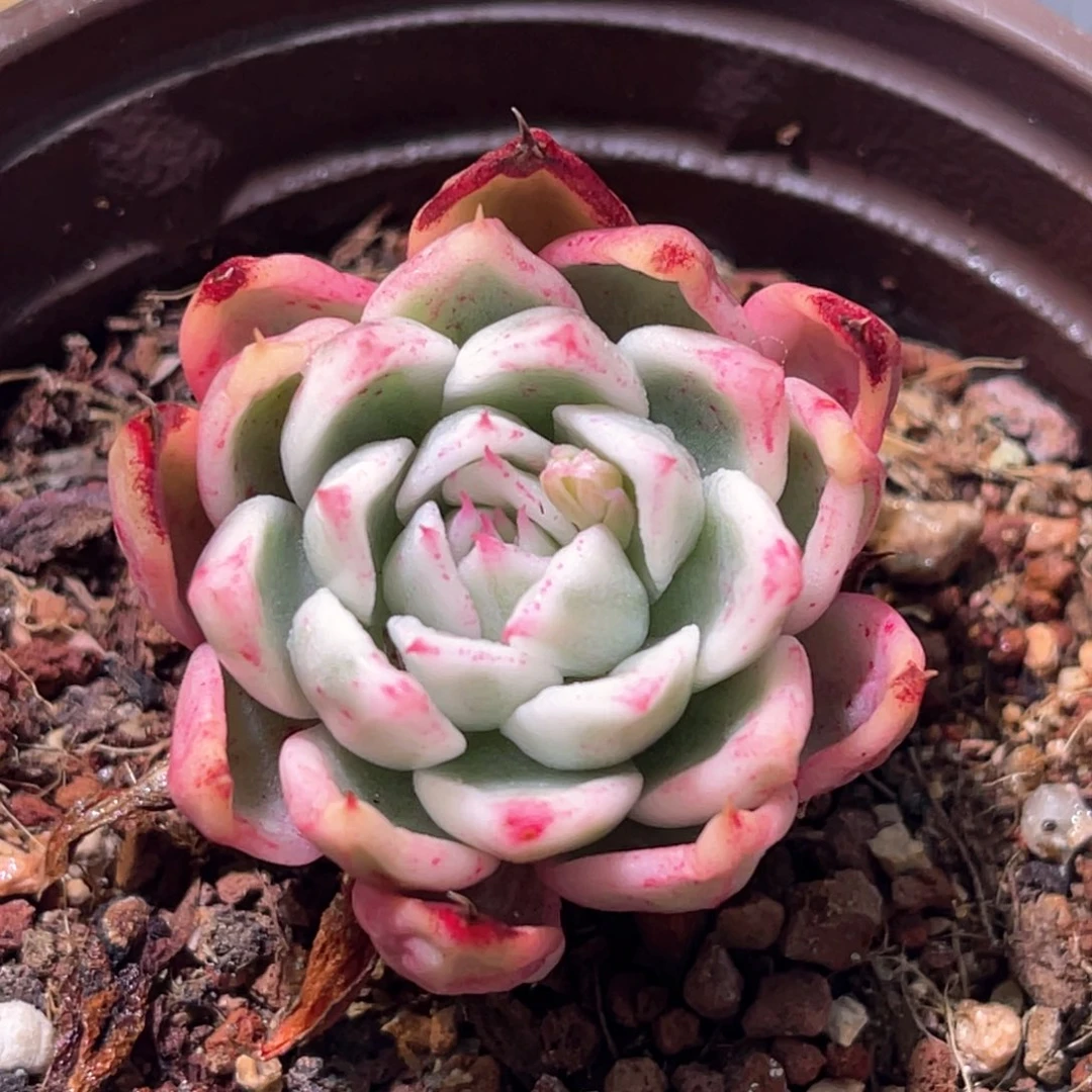 多肉特价金腊东云锦老桩7031