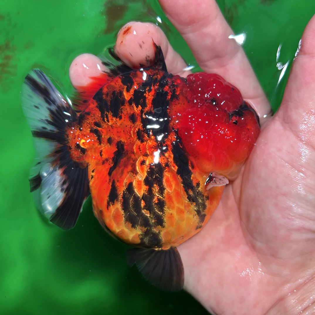 精品兰寿泰狮玛丽金鱼冷水观赏鱼 不包邮！私自下单随机发盲盒