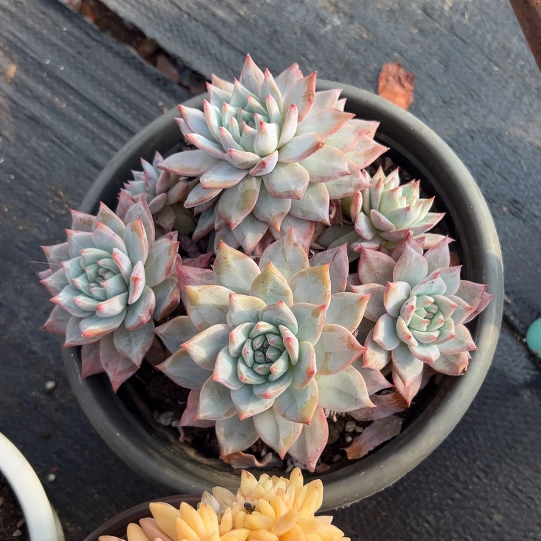 多肉多头粉蓝鸟【非偏远满18包邮】