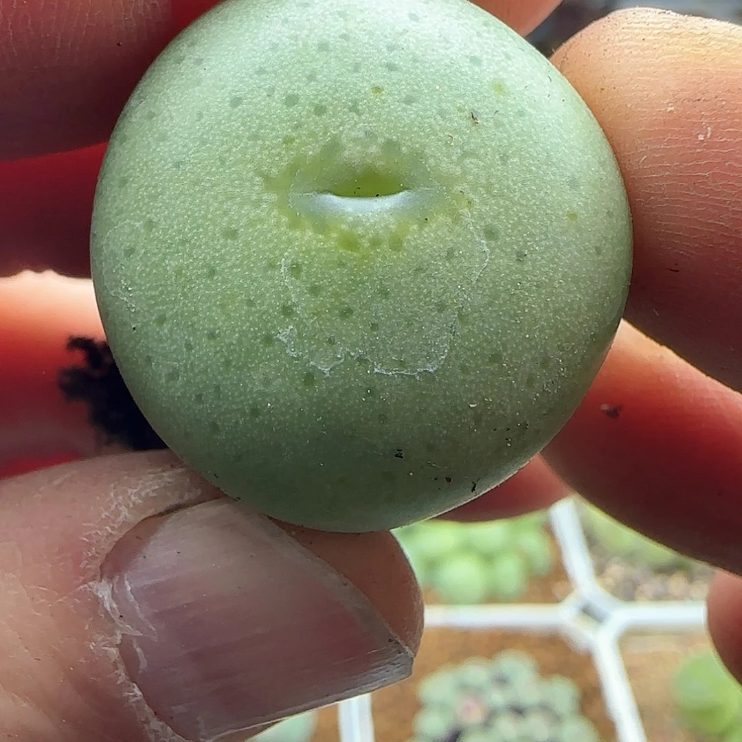 南**恬脱土28包邮25990