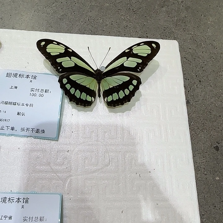 R***l绿袖蝶蝴蝶标本专拍带框