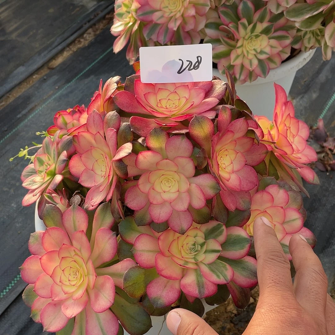 完全开放228111111111111111