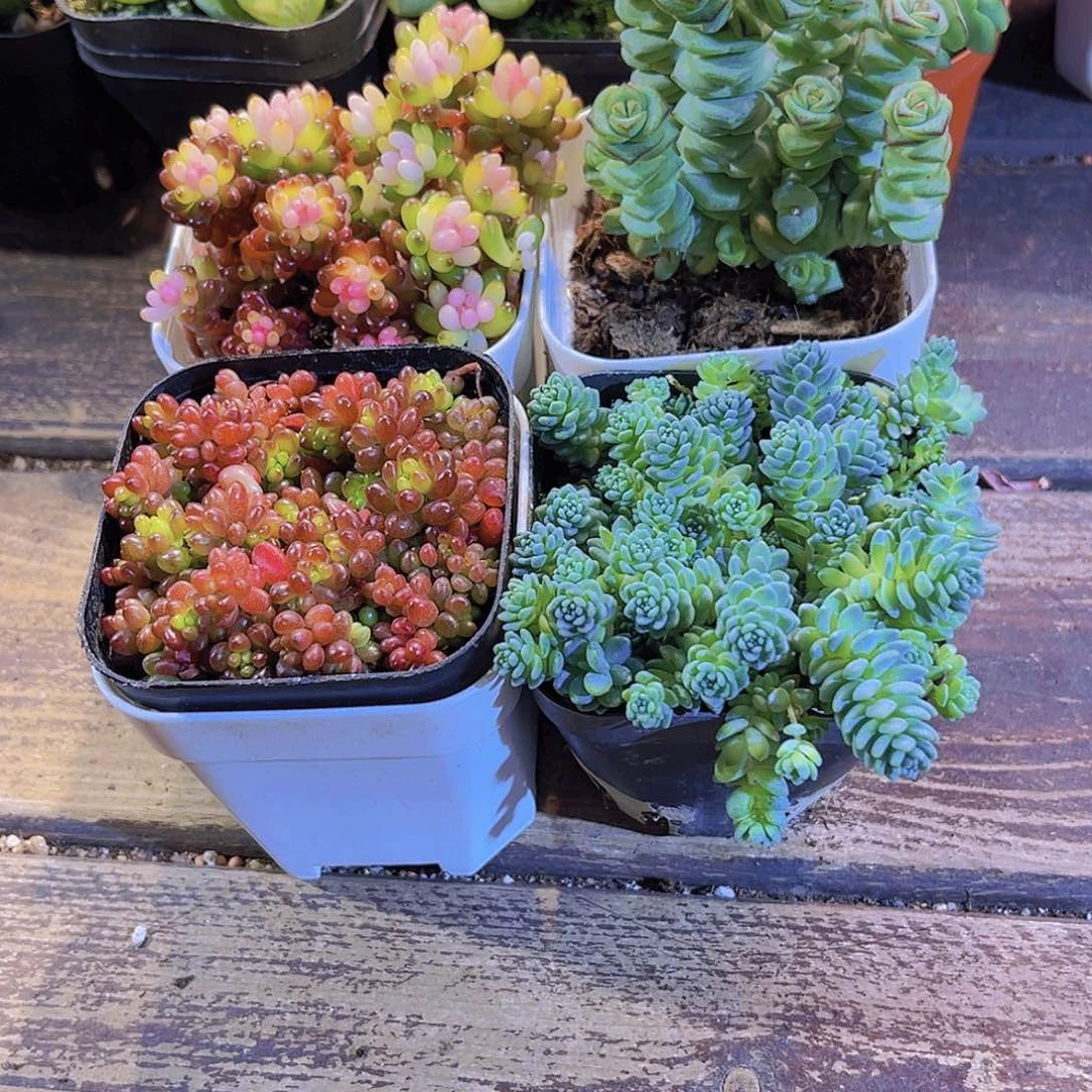 龙珠。浆果。钱多。姬美人