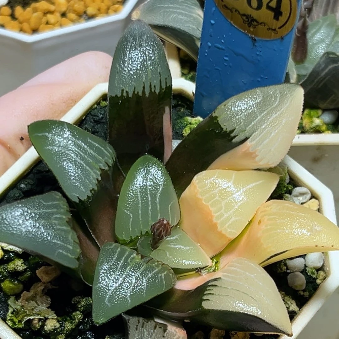 恭喜发财大吉大利584