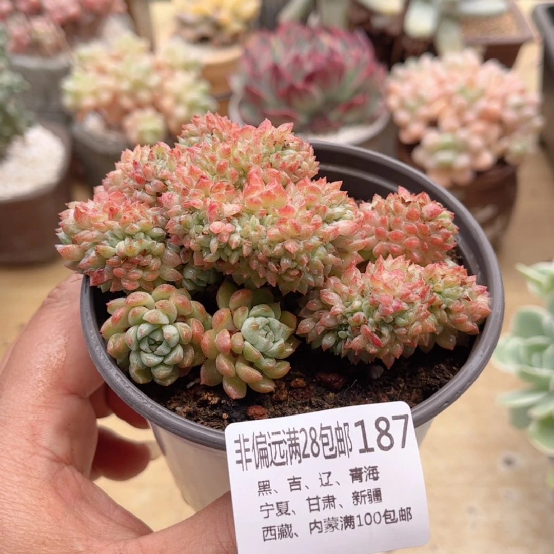 【闪购商品】187小粉梅缀