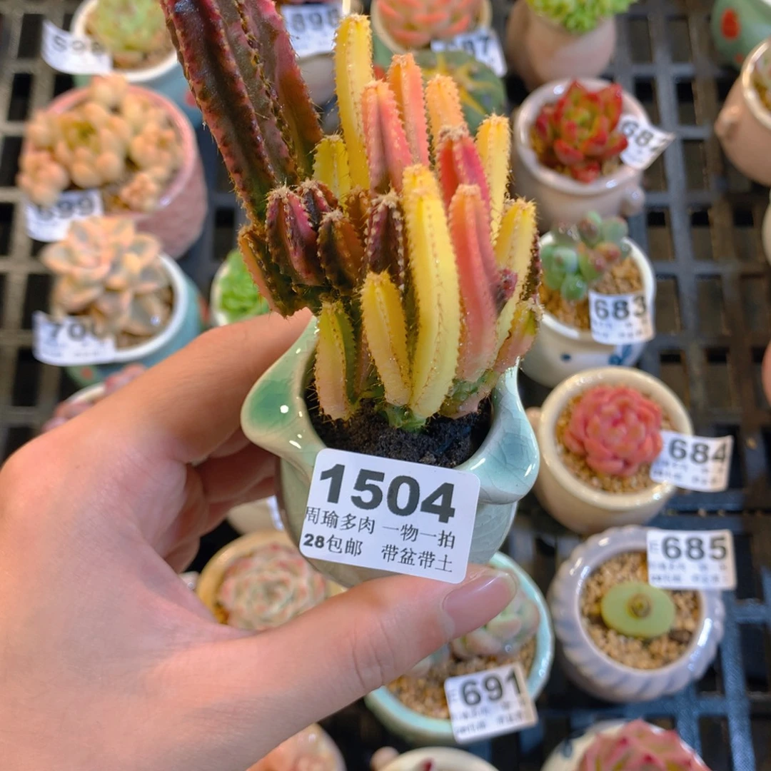 5厘米盆精控多肉1504