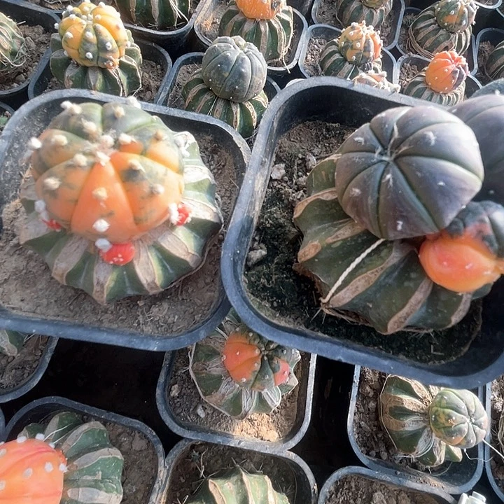 完全开放用****0兜兜兜2