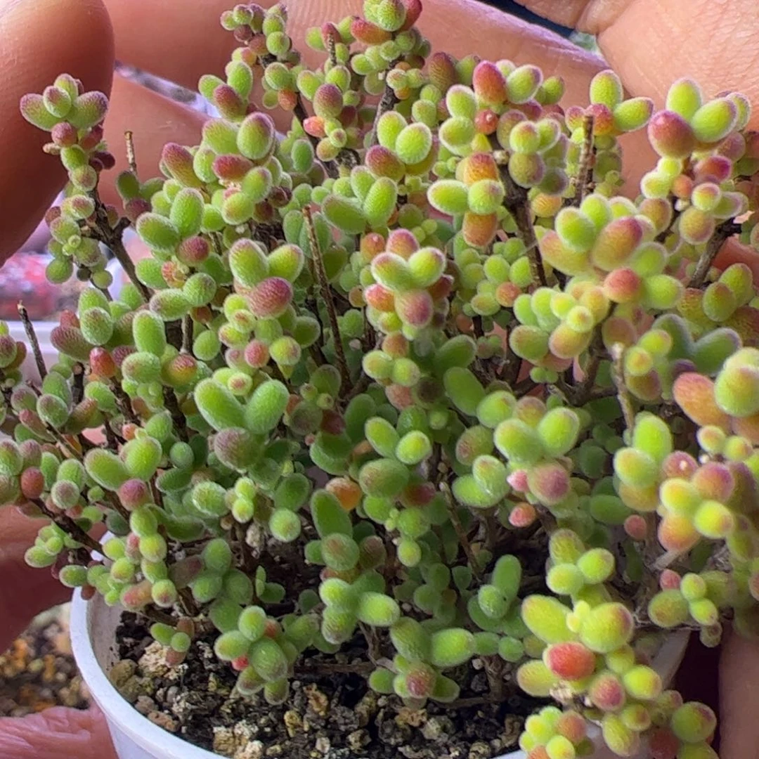 多肉植物枝干蜜桔