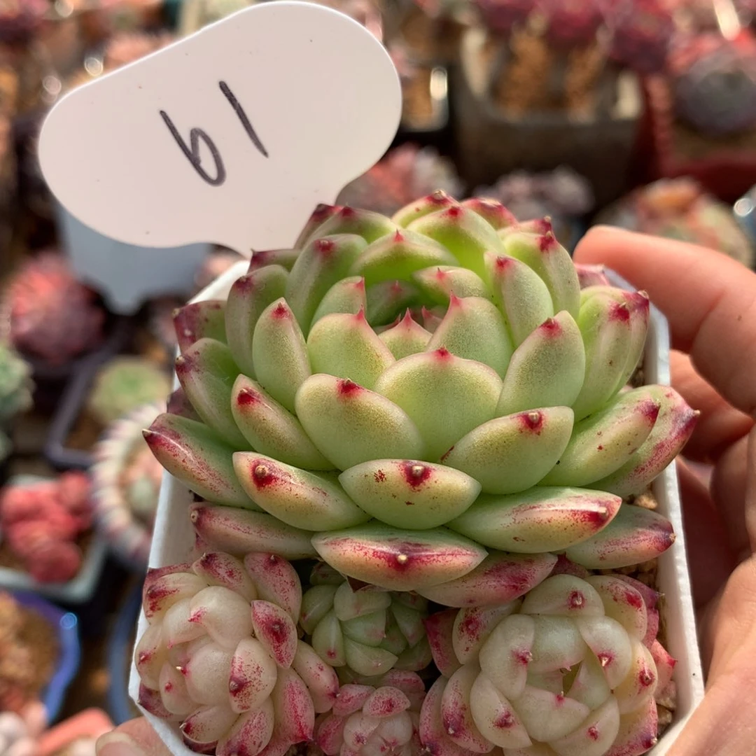 飞**嘎菠萝蜜麦秆专拍61