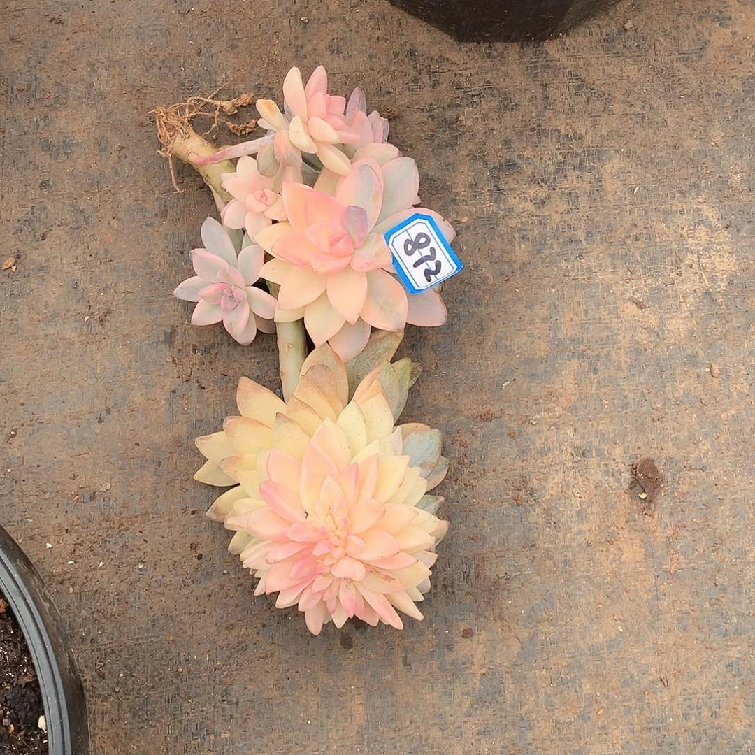 872淡雪锦一物一拍多肉