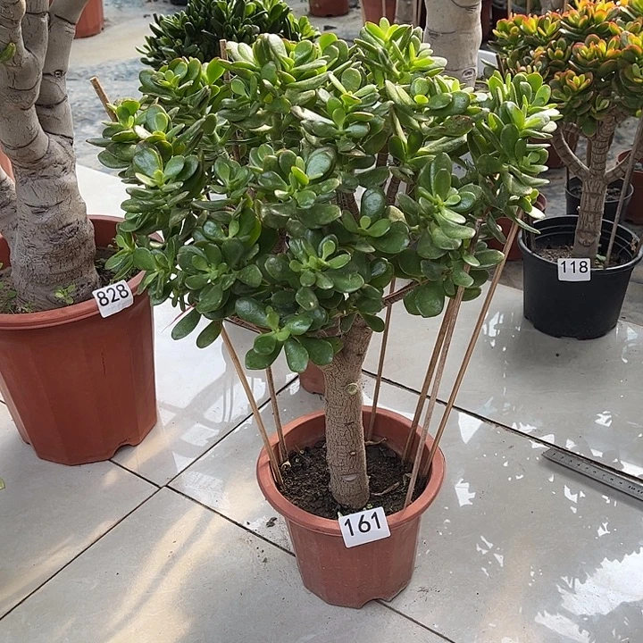 姬红花月独杆老桩