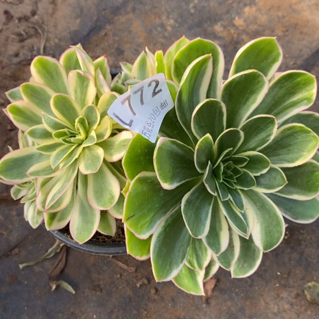 772青莲阴阳多肉植物