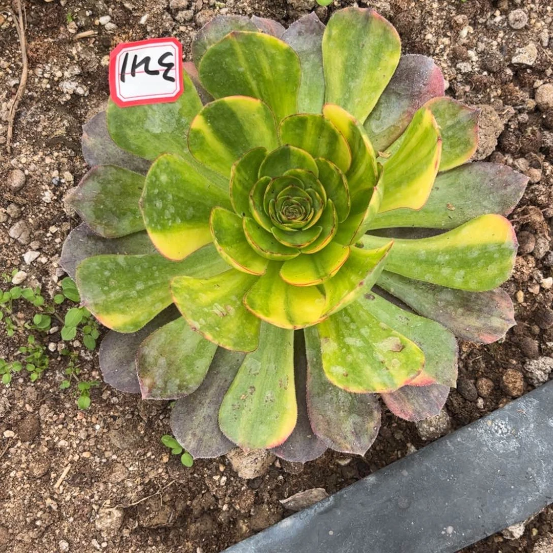 3211多肉植物万七彩霓虹一圈侧芽