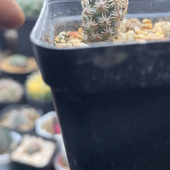 实生紫王子一颗包邮