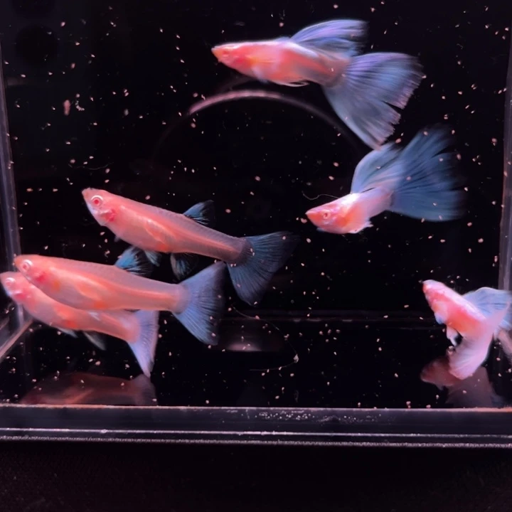 海水鱼蓝白飞船3对公不完美