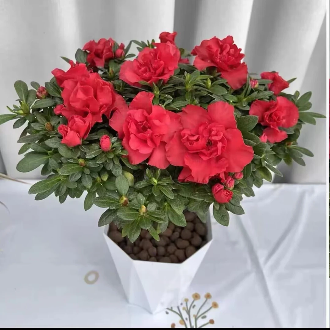 清仓【丛生杜鹃花】盆栽室内外绿植庭院阳台花卉带花苞好养植物