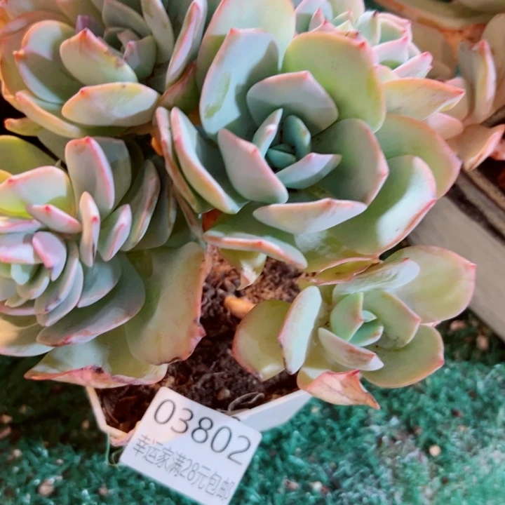 幸运儿的一句台词我真的