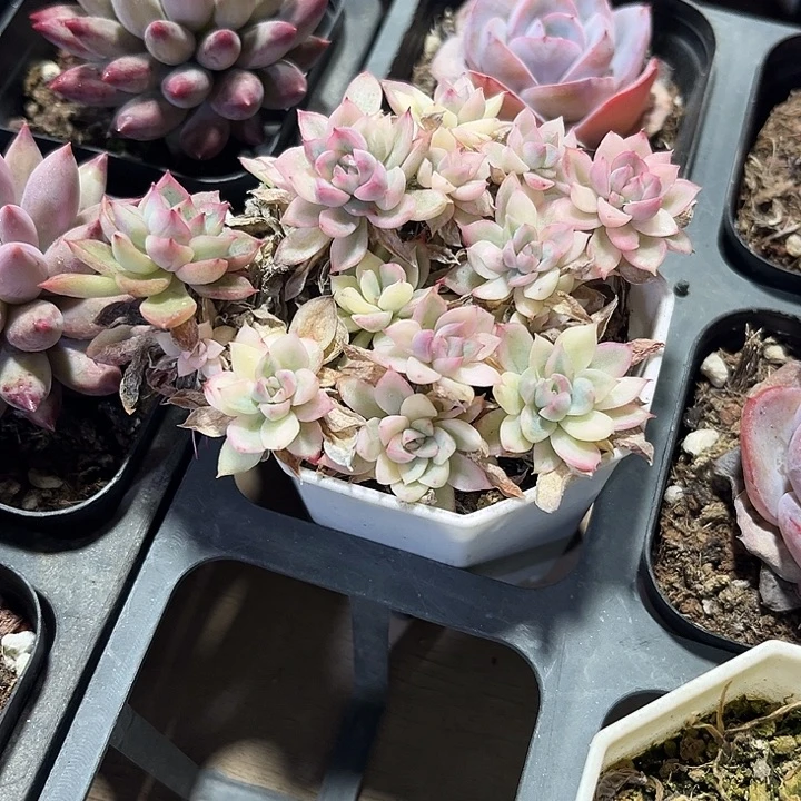 风***！精品女雏锦多肉植物