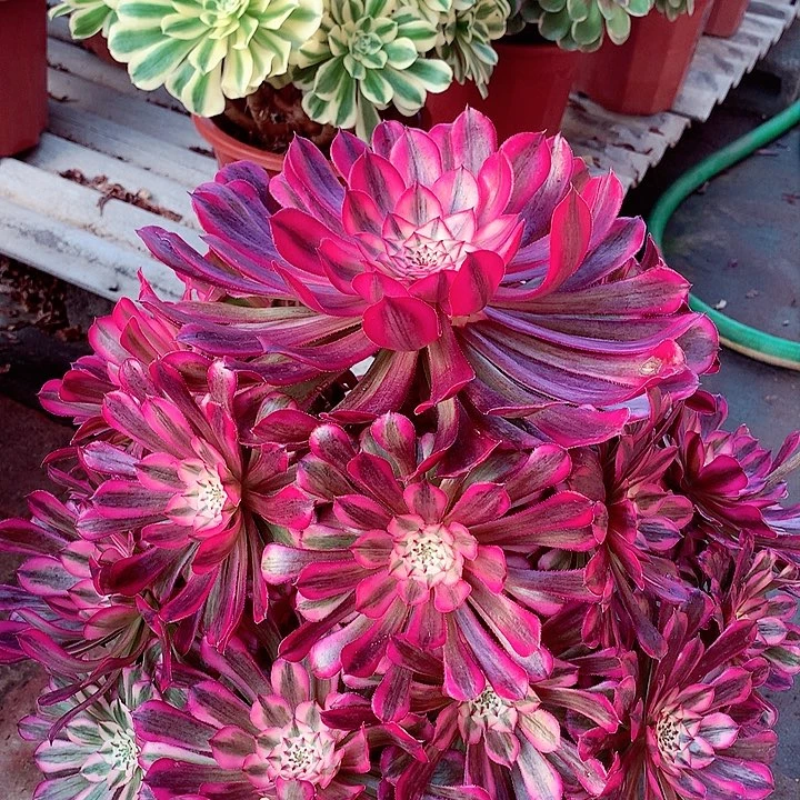 红超白，多肉植物