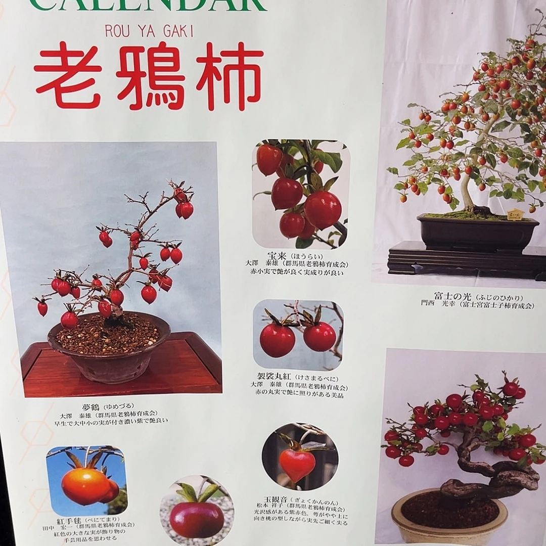 无花朵老鸦柿树老鸦柿柿子老鸦柿挂历老鸦柿