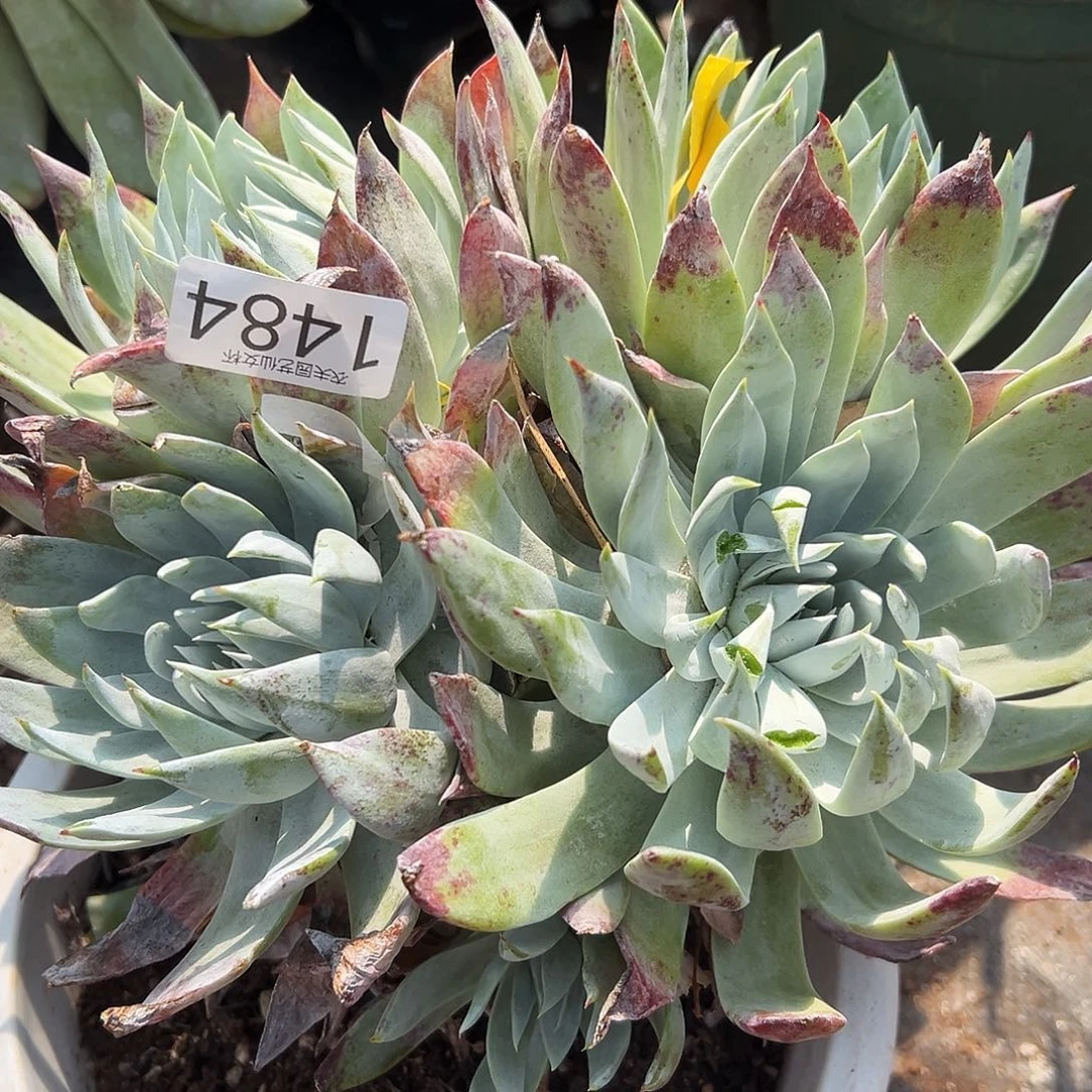 ?***?雪奴仙女杯多肉。