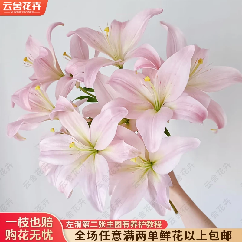 【云舍花卉】【钻石聚会】【亚百合小花苞】任意满两单及以上鲜花包邮