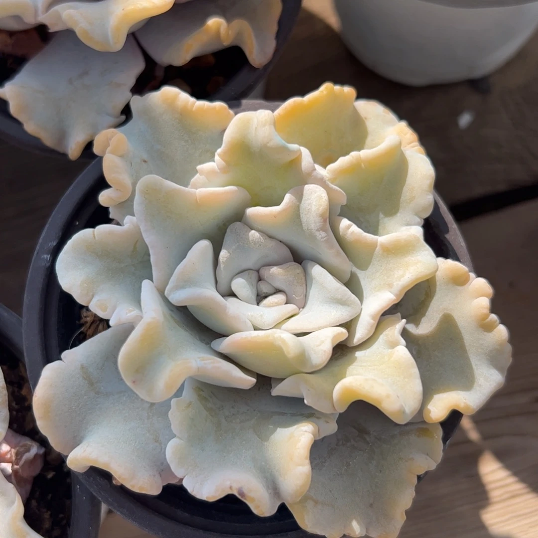 白饺子皮多肉植物