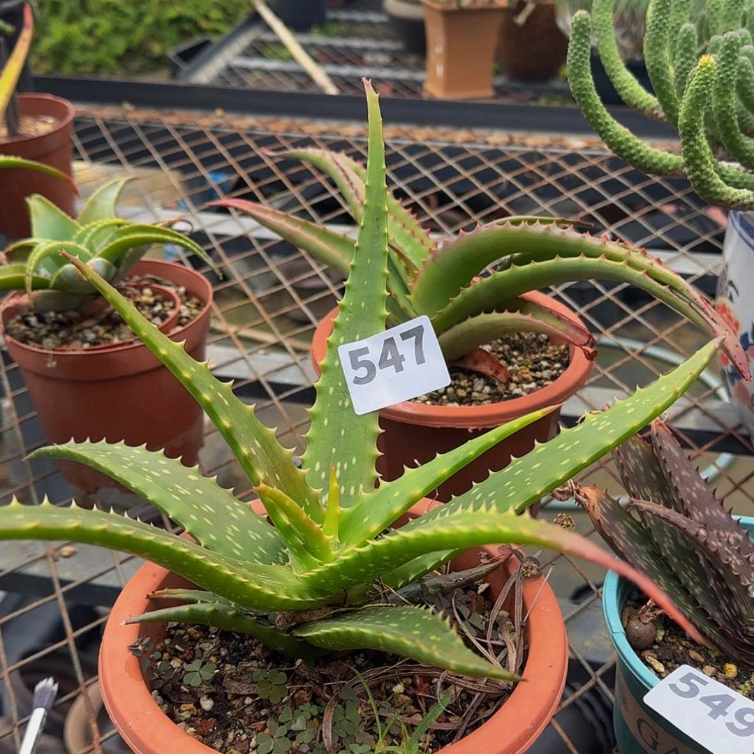 【闪购商品】F****品块根植物