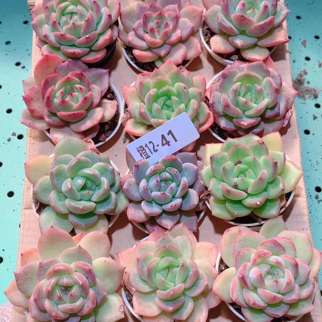 12-41一物一拍多肉带盆18颗