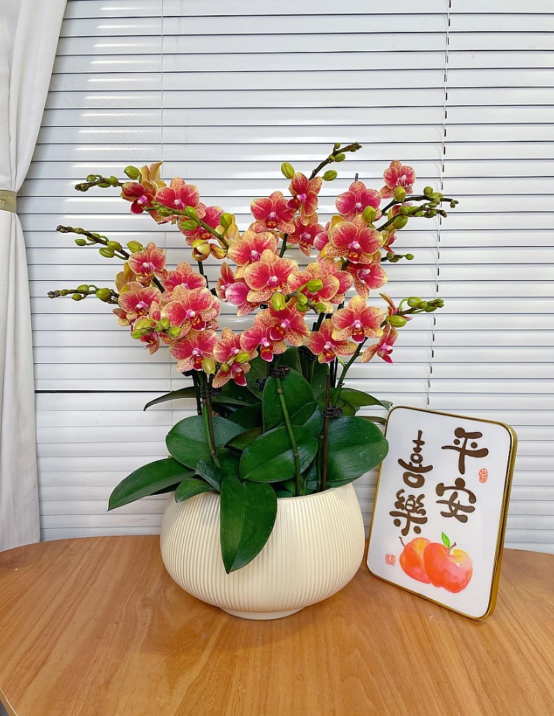 【金蝶-蝴蝶兰】高端鲜花 定制款  易养花期长 送礼家居摆件