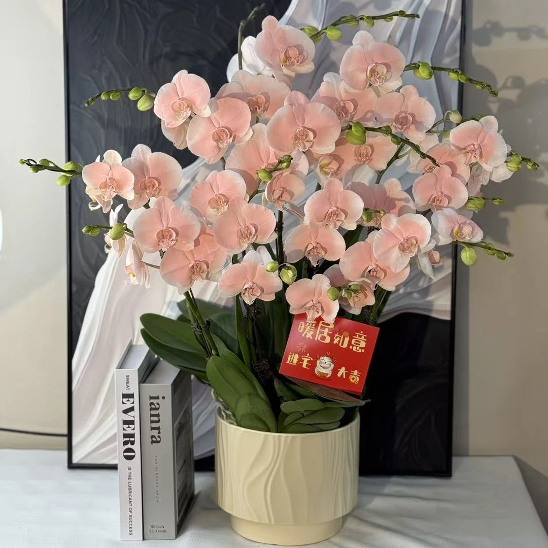 蝴蝶兰《水蜜桃》欧洲引进梦幻色系稀缺艺术吸色染色马卡龙基地直发