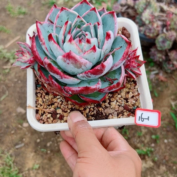 凌***g精品多肉植物老桩