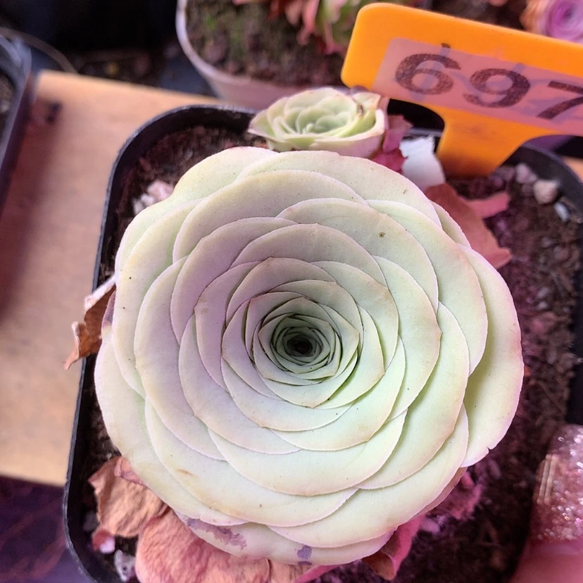 【闪购商品】福利697