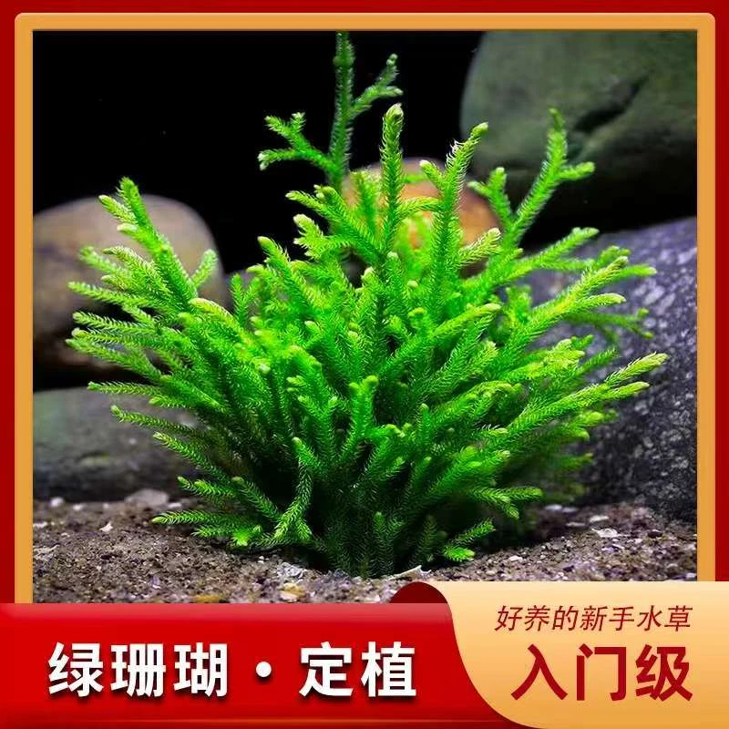【鹿角茸】懒人水草植物活体缸造景耐低温阴性水草