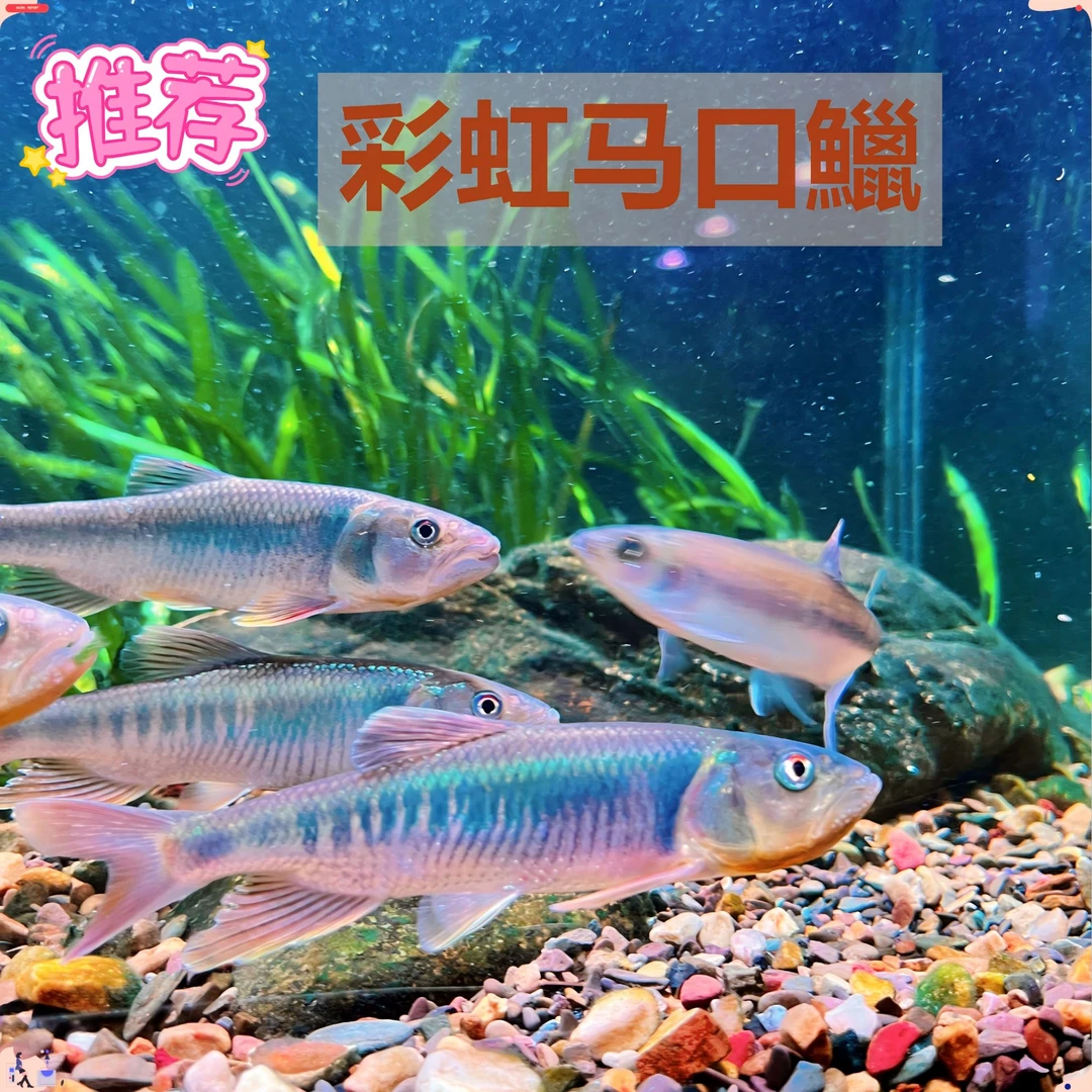 原生南方大彩马口鱼新手好养溪流冷水淡水观赏巨型马口鱲