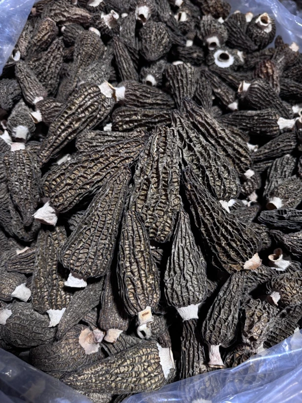 大个头G10羊肚菌0212