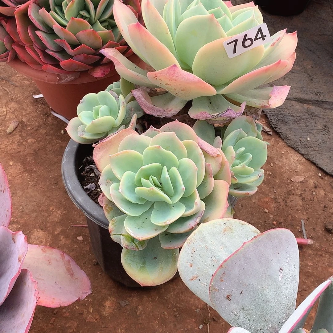 764凤 一物一拍多肉