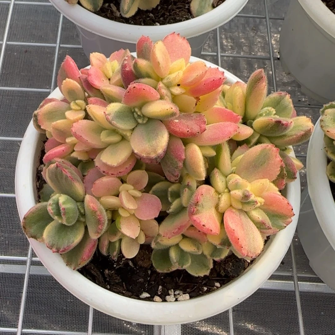 从前慢花园精选多肉彩虹熊